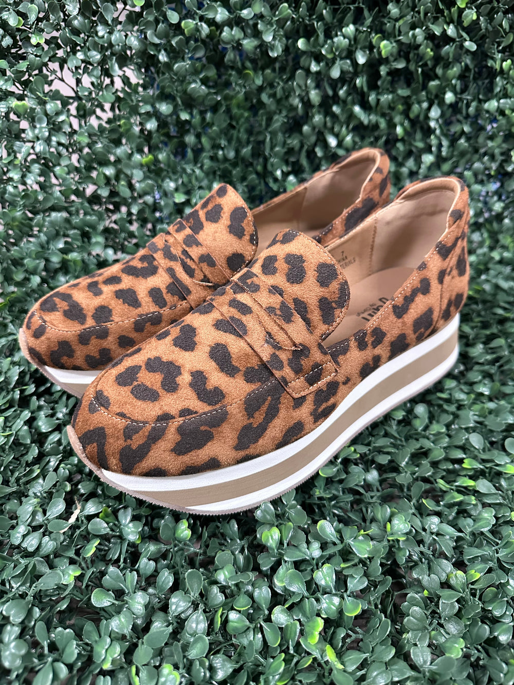 Sheesh - Leopard